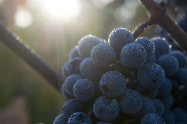 Trapiche Vineyards Cabernet Sauvignon 2021 - Uvas