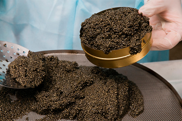 O Guia de harmonização de Caviar e Vinho 4