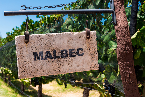 Os 10 melhores vinhos Malbec que você pode comprar na Internet