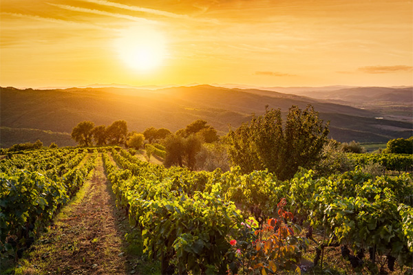 ZioBaffa Toscana IGT 2019 - Terroir