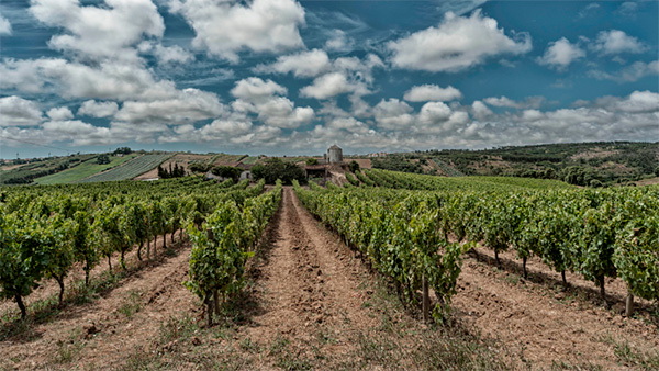 Vinho Portada Winemaker's Selection 2020 - Terroir