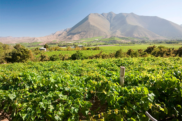 Vientos Sureños Cabernet Sauvignon Valle Central DO 2021 - Terroir