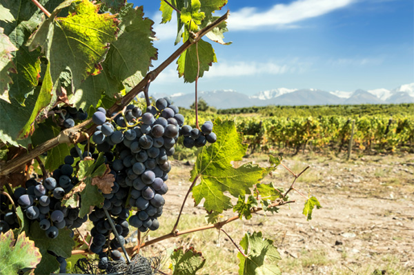 Bodegas Staphyle Silenio Malbec 2021 - Uvas