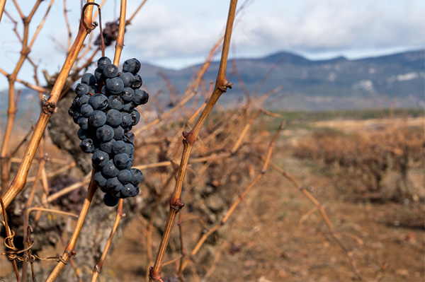 Castilla Real Tempranillo Joven La Mancha DO 2021 - Uvas