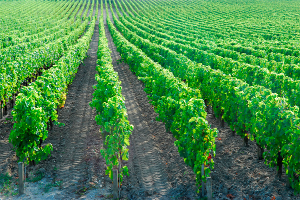 Château Terres des Granges Grand Vin de Bordeaux Médoc 2020 - Terroir