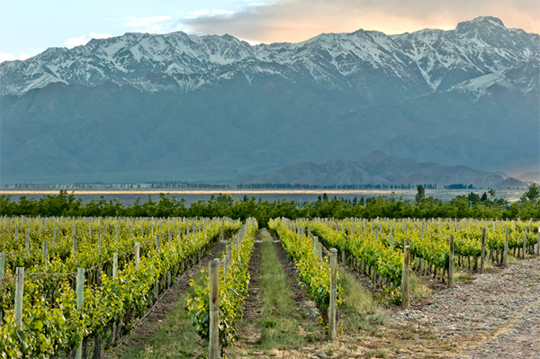 La Grupa Gran Selección Malbec 2022 - Terroir