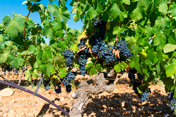 M. Chapoutier Les Grands Merisiers Châteauneuf-du-Pape AOP 2016 - Uvas