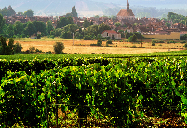 Vinho Chablis, terroir e características 2