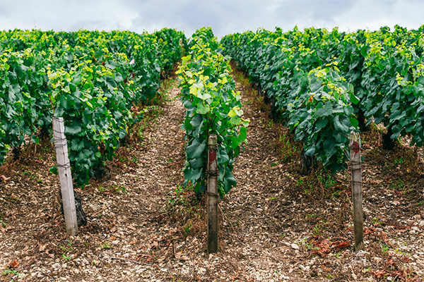 Vinho Chablis, terroir e características 3