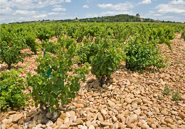 Les Silex de Cabrières Châteauneuf-du-Pape AOP 2019 - Solo