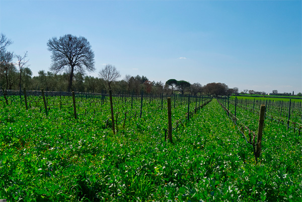 Schola Sarmenti Roccamora IGT Salento Negroamaro 2020 - Terroir