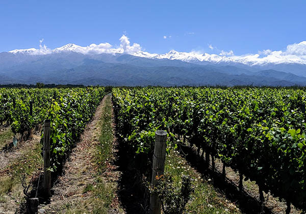 Talacasto Branco Suave - Terroir