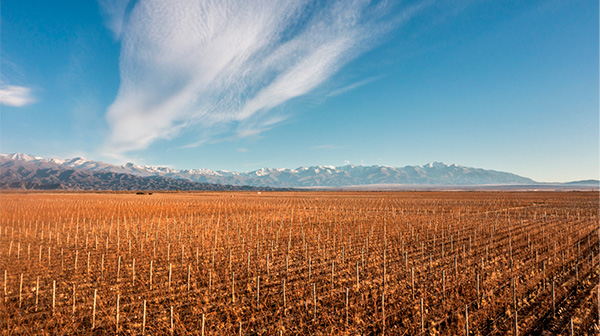 Viña Alicia Tiara 2017 - Terroir