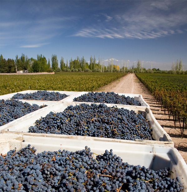 Cordero con Piel de Lobo Malbec 2021 - Uvas