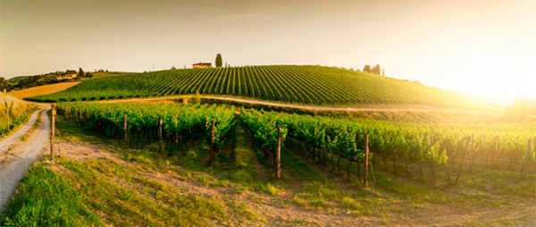 Famiglia Castellani Chianti Riserva DOCG 2018 - Terroir