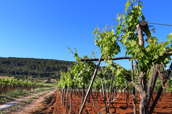 Maestro Italiano Primitivo Puglia IGT 2021 - Terroir