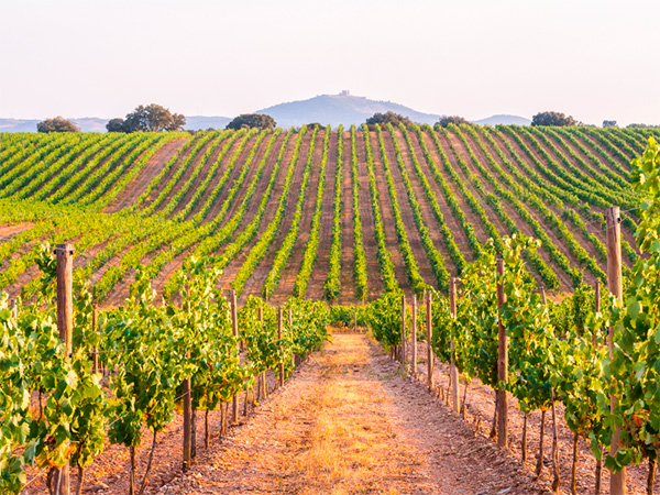 Portada Reserva Branco Vinho Regional Lisboa 2021 - Terroir