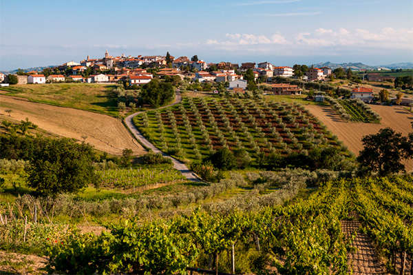 San Crispino in Fonteroma Montepulciano d'Abruzzo DOC 2021 - Terroir