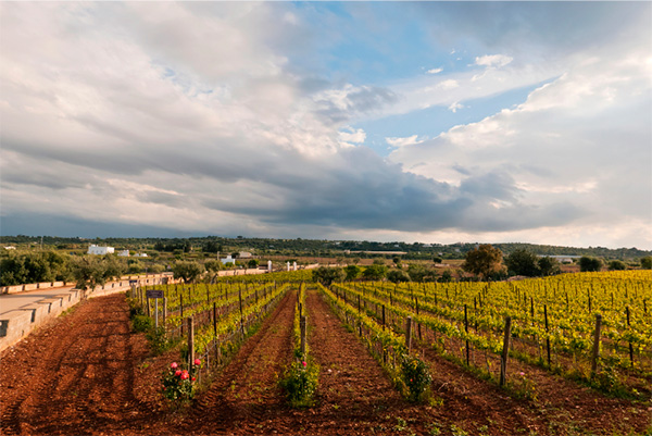 San Crispino in Fonteroma Primitivo Puglia IGT 2021 - Terroir