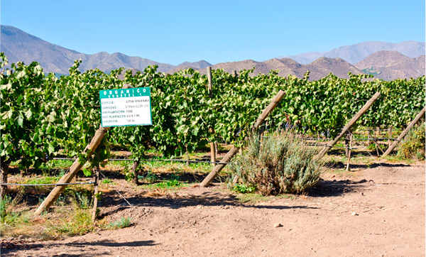 Seña 2020 - Terroir