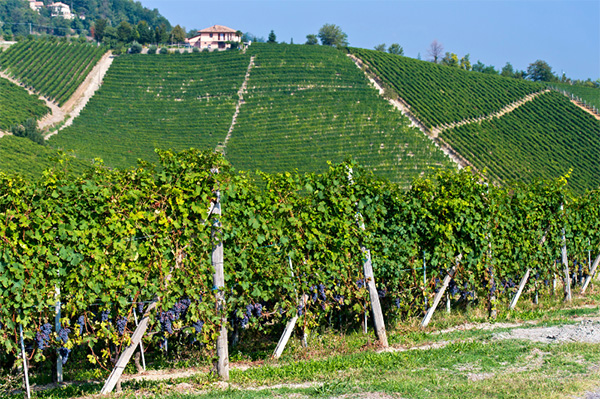 Stardust Edição Limitada Taurus Rosso Piemonte DOC 2020 - Terroir