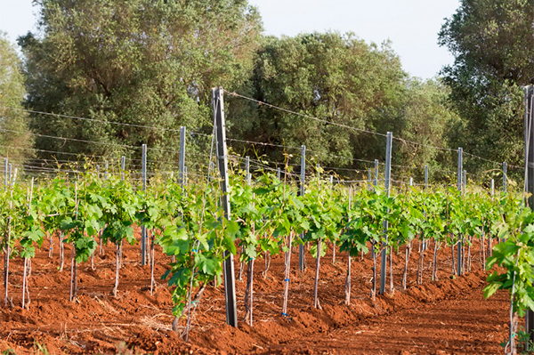 Alese IGT Salento Negroamaro 2020 - Terroir