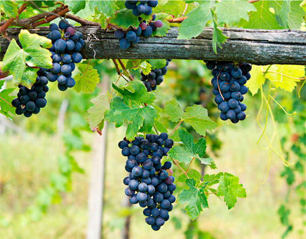 Beni di Batasiolo DOC Barbera dAlba 2020 - Uvas