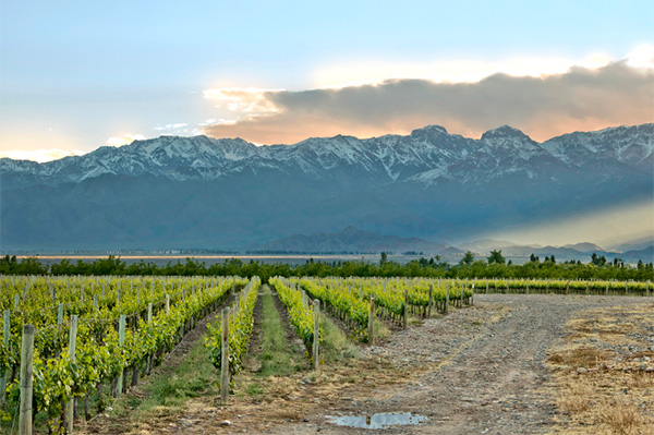 Chac Chac Reserva Tannat 2020 - Terroir