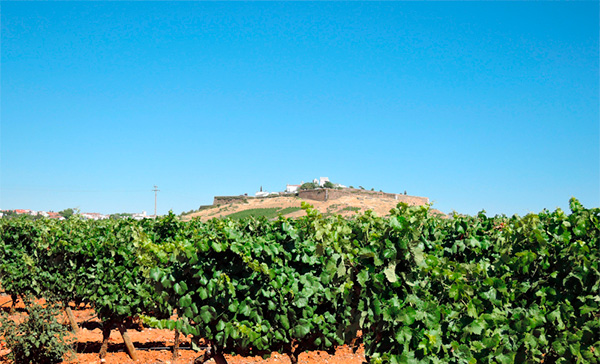 Encostas de Estremoz Pródigo 2020 - Terroir