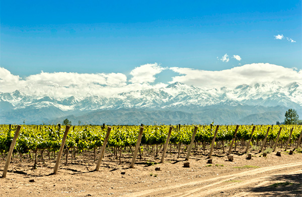 Finca La Daniela Malbec Rosé 2022 - Terroir