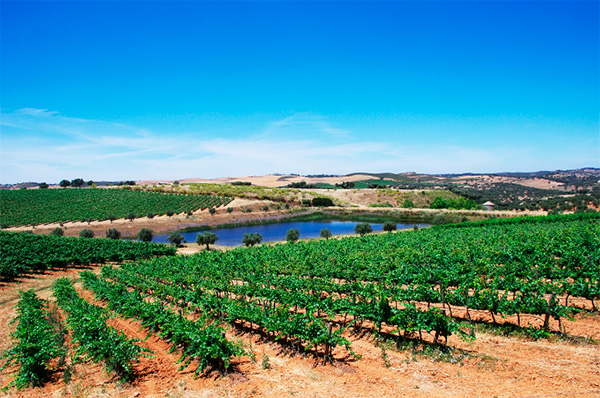 Monte da Vigia Escolha Vinho Regional Alentejano 2020 - Terroir