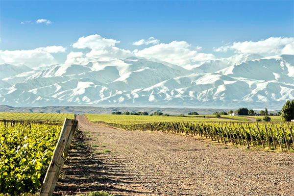 Partridge Selección de Barricas Cabernet Franc 2018 - Terroir