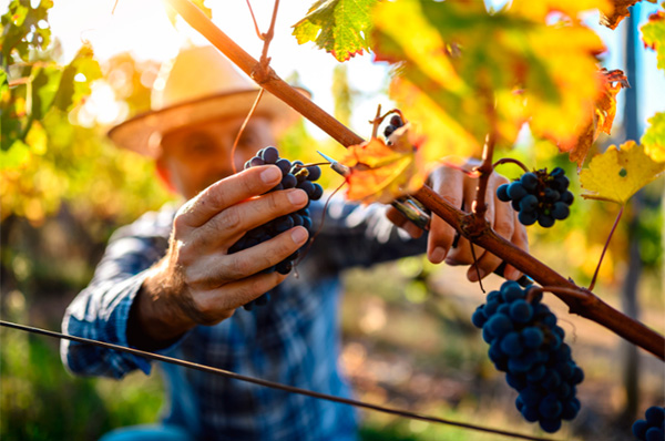 Pueblo del Sol Ultra Tannat 2021 - Colheita