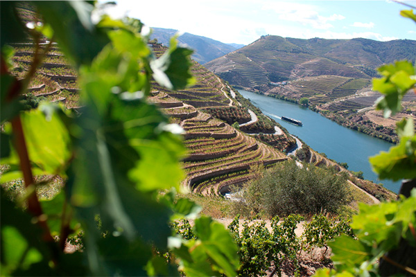 Sagrado Reserva Tinto 2017 - Terroir