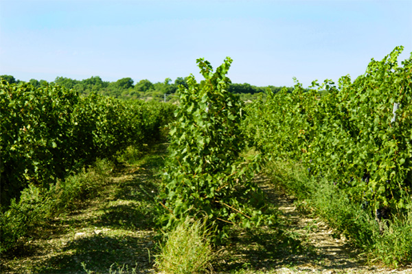 Schola Sarmenti Critera IGT Salento Primitivo 2020 - Terroir