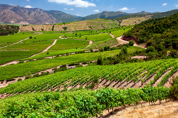 Sibaris Gran Reserva DO Valle de Colchagua Carménère 2020 - Terroir