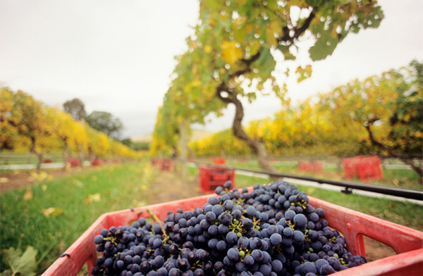 The Listening Station Victoria Cabernet Sauvignon 2020 - Uvas