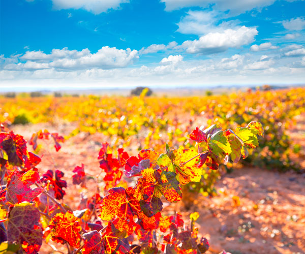 Valtier Reserva Utiel-Requena DOP 2017 - Terroir