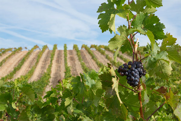 Bardesano Tinto Roble Navarra DO 2019 - Terroir