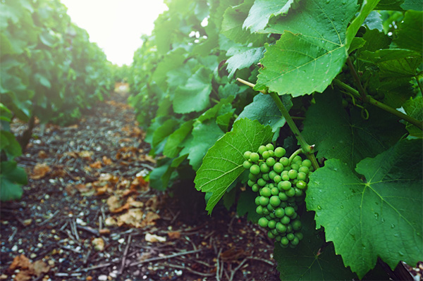 Champagne Veuve A. Devaux Grande Réserve Brut - Uvas