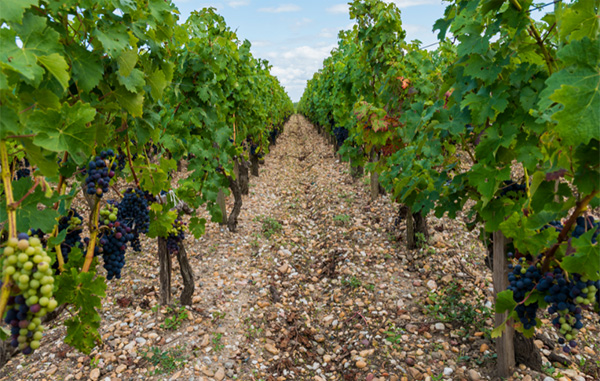 Château Gloria Saint-Julien AOC 2013 - Terroir