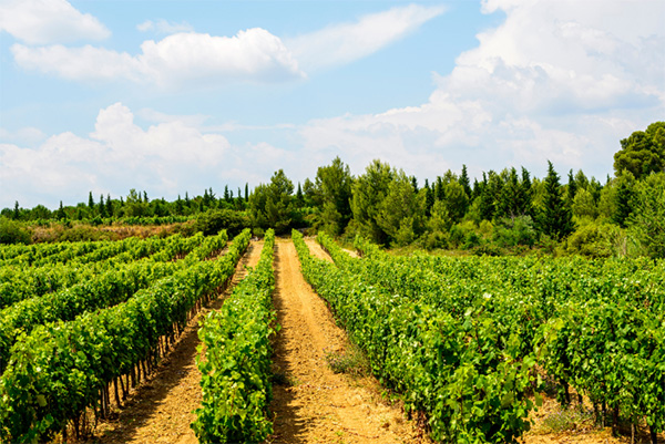 Château Saint Pons de Mauchiens Neratius Languedoc AOP 2018 - Terroir