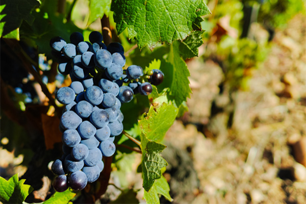 Château de la Gardine Châteauneuf-du-Pape 2019 - Uvas