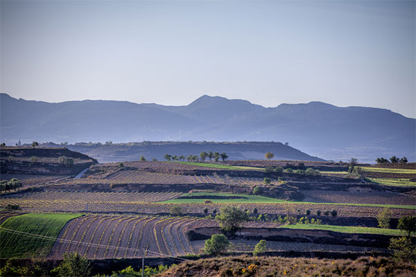 Insolente DOCa Rioja Graciano 2021 - Terroir