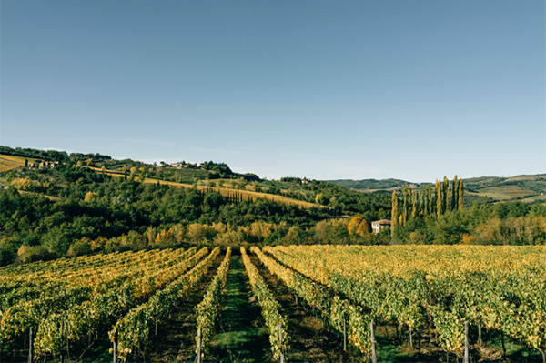 Rocca Chianti DOCG 2021 - Terroir