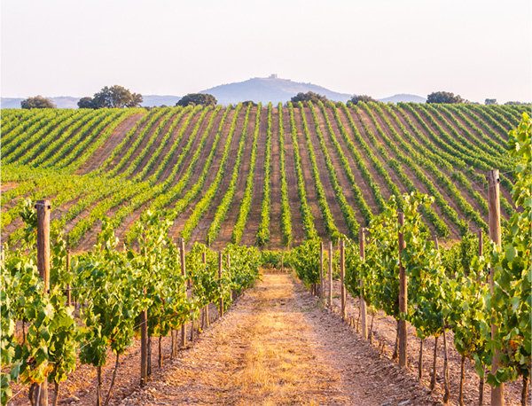 Travessia By Santos Lima IG Alentejano 2020 - Terroir