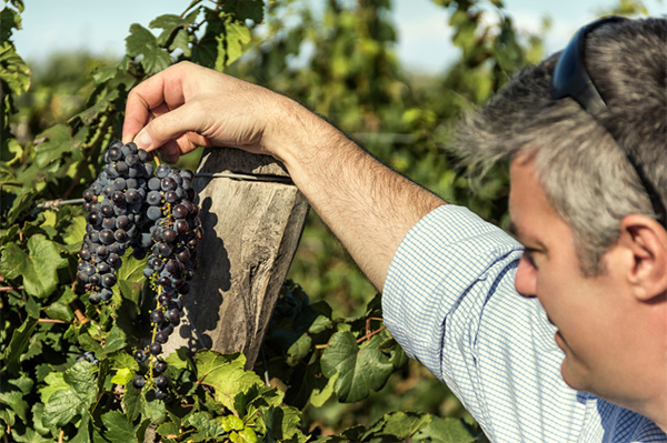 Viña Las Perdices Chac Chac Malbec 2022 - Uvas