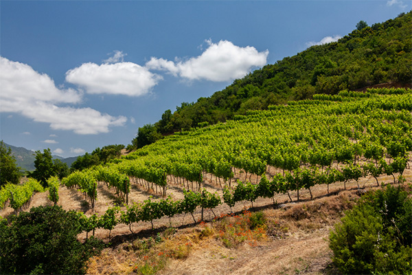 Zahir DO Valle de Cachapoal Cabernet Sauvignon 2014 - Terroir