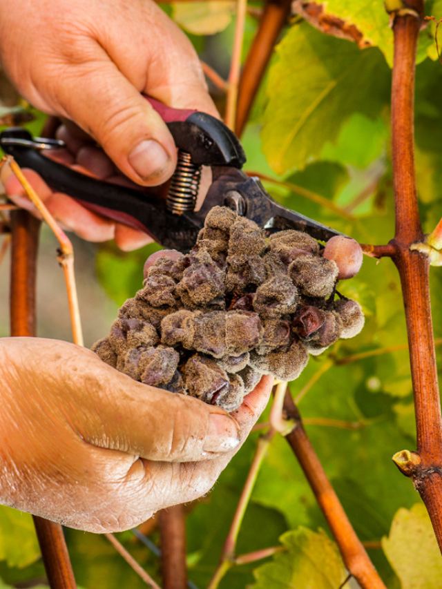 7 Vinhos Barricados Bastante Honestos