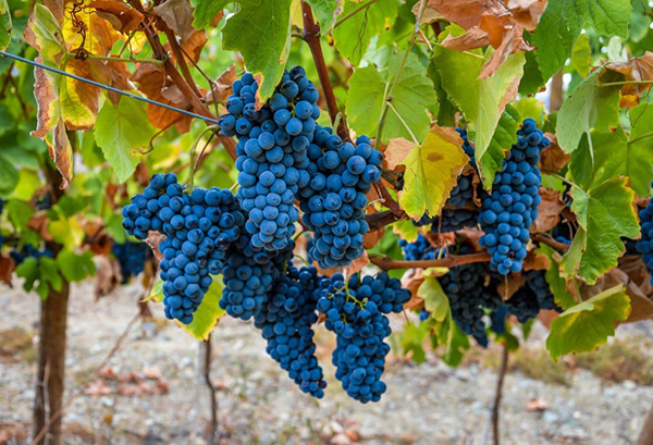 Bacalhôa Quinta da Garrida Colheita Selecionada 2016 - Uvas